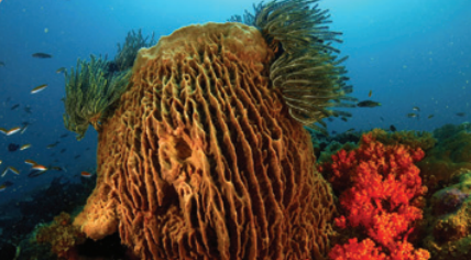 http://www.explorebrunei.gov.bn/TSP%20Images/Abana%20Reef.png